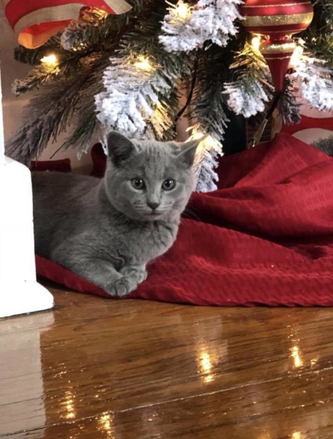 My+cat%2C+Rudy%2C+enjoys+waiting+for+Christmas.