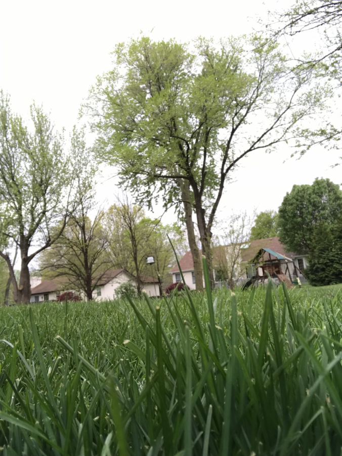 Even lawns, like these in Lake St. Louis, shows the positive effect with healthier grass and trees. 
