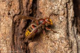 Report of a Murder Wasp in Washington State now pose a threat to the country.
