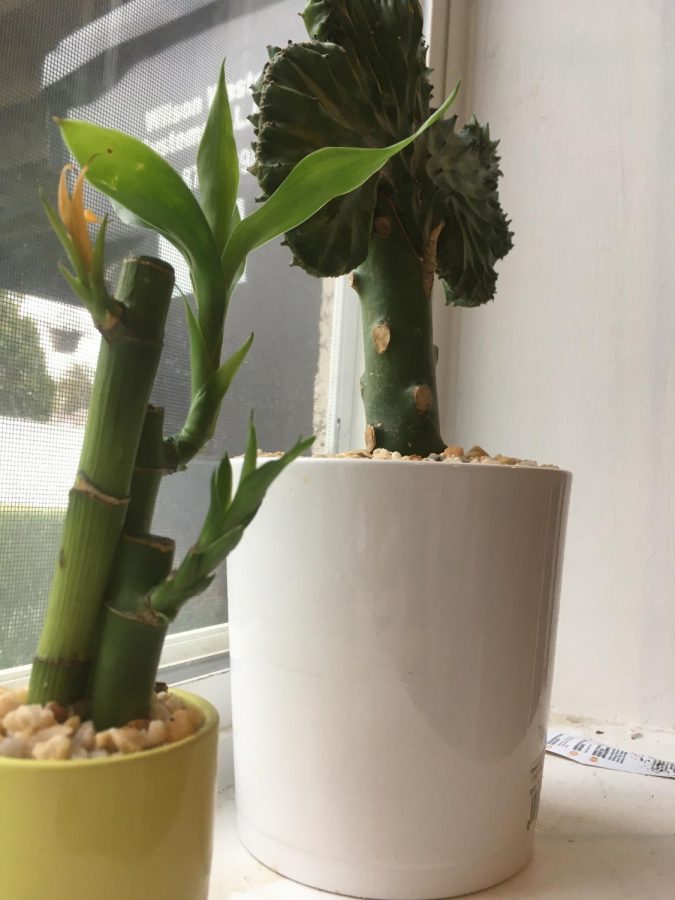 A bamboo plant and a crested euphorbia plant.