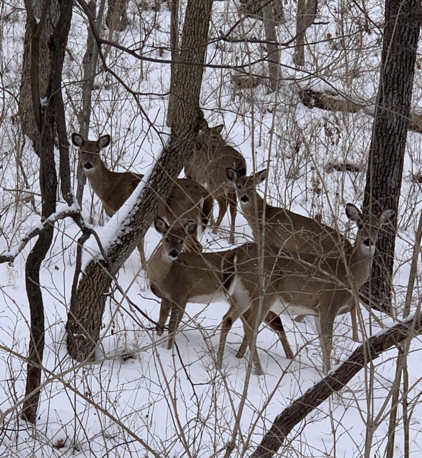 The deer enjoy the company while a runner takes a jog at Castlewood State Park on a recent snow day.